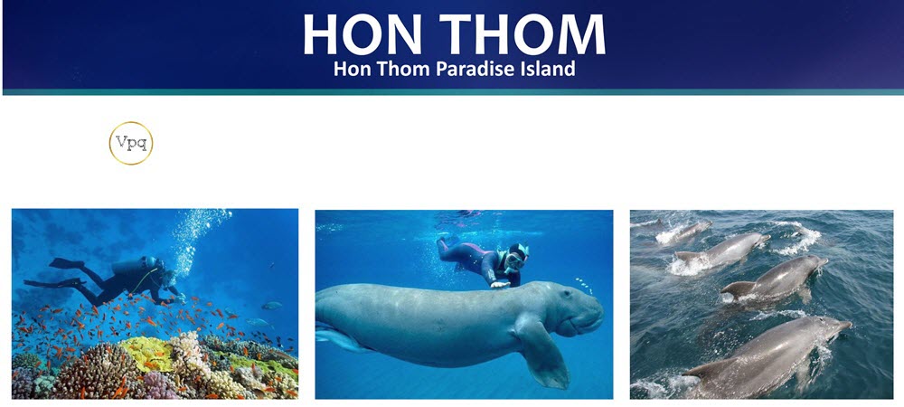 Những loại động vật biển quý hiếm quy tụ tại Đảo Thiên Đường Hòn Thơm
