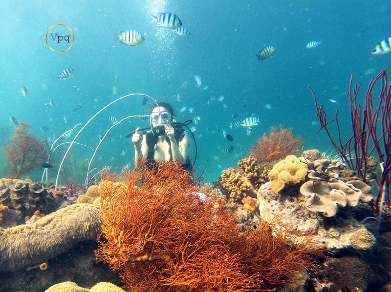 Lặn ngắm san hô tour đi đảo Phú Quốc