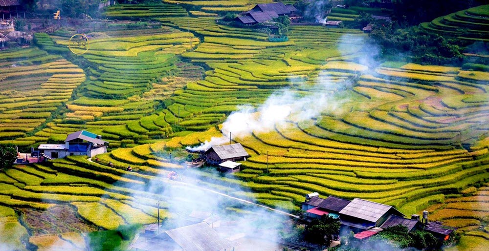 Mùa lúa chín tại thung lũng Mường Hoa