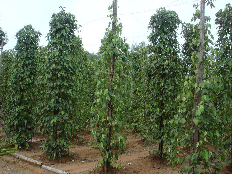Hồ tiêu Phú Quốc là một loại gia vị đặc sản của thành phố Phú Quốc, tỉnh Kiên Giang, Việt Nam.