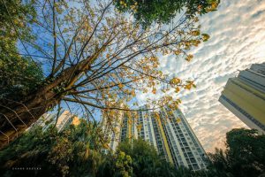 Hình ảnh chung cư rừng cọ - khu căn hộ cao tầng đầu tiên tại ecopark