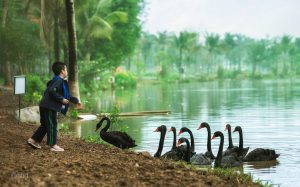 Cuộc sống được chan hòa với tự nhiên tại Swan Lake Park