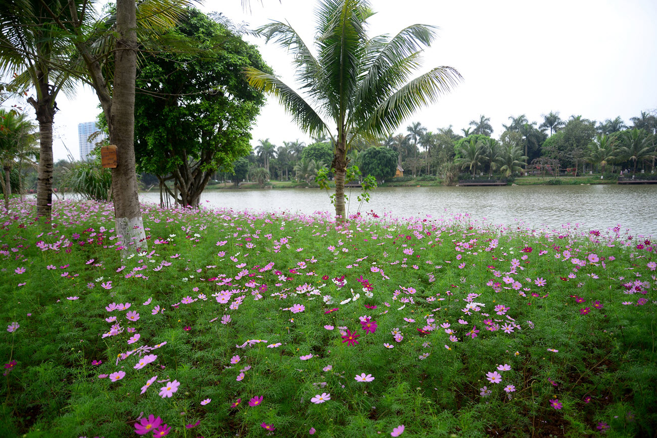 Thiên đường hoa dành cho mẹ và bé tại Swan Lake Park Ecopark